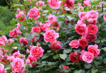 Вредители разбегутся, как ошпаренные: опрыскайте этим розу в апреле и наслаждайтесь роскошной клумбой