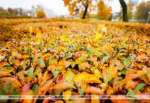 Сентябрь 2025 года в Беларуси стал одним из самых засушливых за всю историю