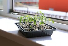 Лунный посевной календарь на апрель 2026: когда сажать рассаду и овощи