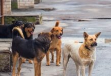 Бродячие собаки бросаются на прохожих: в милицию поступает в среднем по три сообщения в неделю