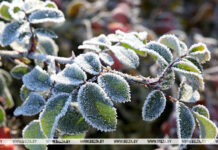 Ночные заморозки ожидаются в Беларуси 3 октября