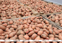 В Беларуси установили максимальную розничную цену на картофель