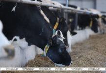 Молочные реки растут: в лидерах — «Шапчицы-агро» и «Агрофирма «Фаличи»