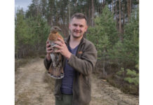 В Старых Дорогах спасли самку глухаря, которая зашла в центр города