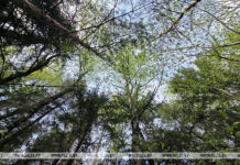 На всей территории Беларуси введены ограничения на посещение лесов