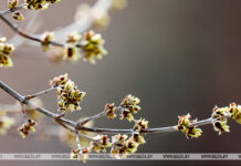 Март 2026 года в Беларуси стал самым теплым и сухим за последние 80 лет