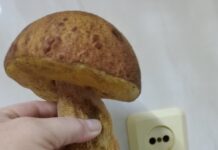 В стародорожских лесах собирают первый урожай грибов